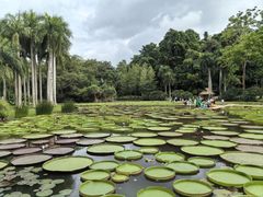 -中国科学院西双版纳热带植物园