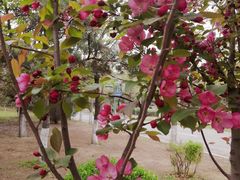 -长白岛森林公园