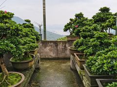 -南山植物园