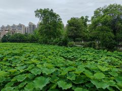 -成都南湖公园