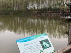 -合肥滨湖国家森林公园