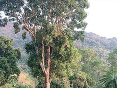 -深圳仙湖植物园