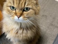 -momokira米努特·德文卷毛猫·棉花面纱犬