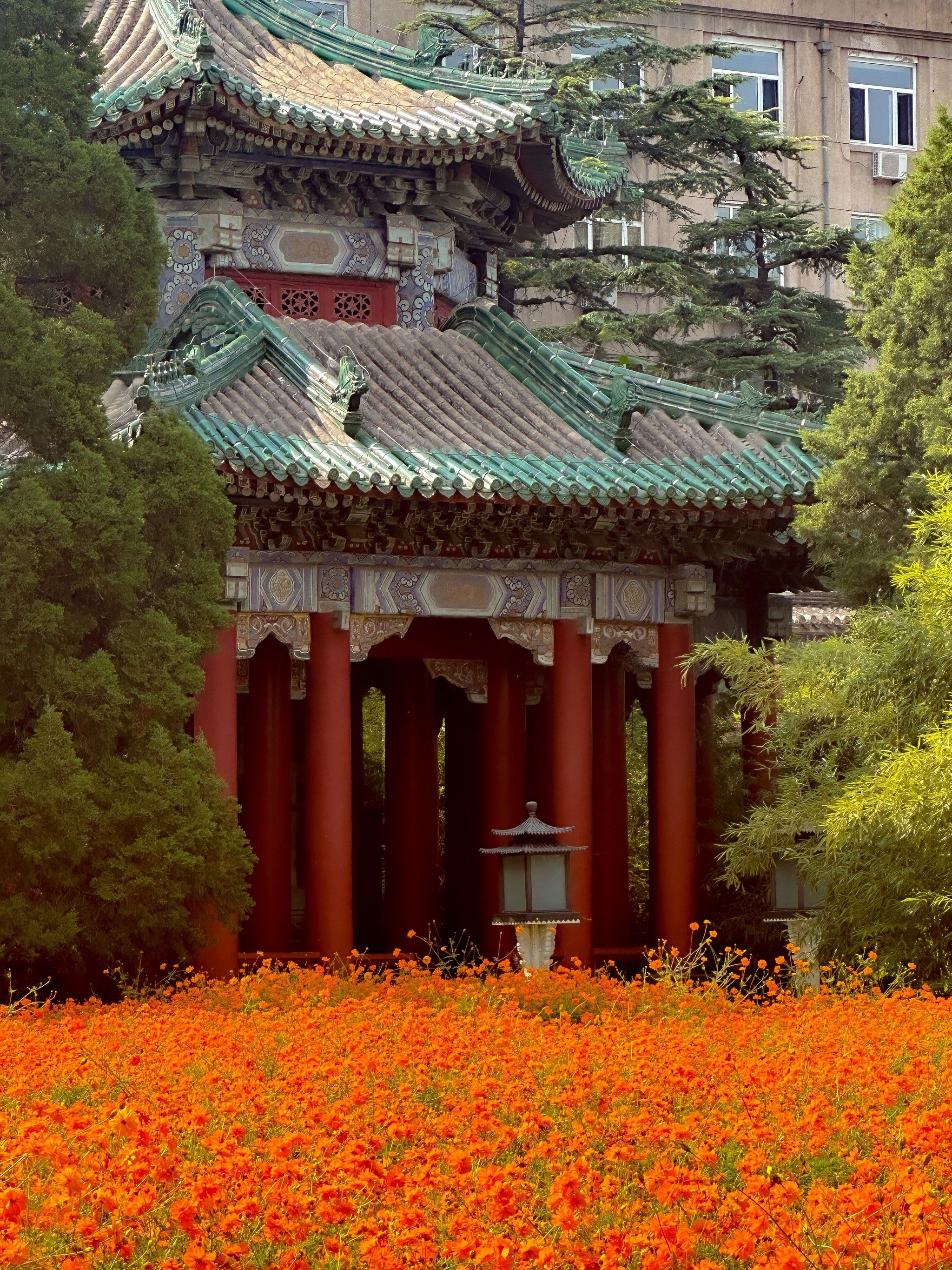 北海公园万佛楼菊花开啦