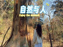 -天目山大树王景区