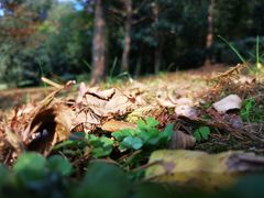 -铁山坪森林公园