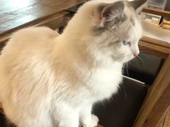 -吉丁鸟咖·异宠·寄养