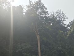 -西双版纳原始森林公园