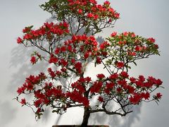 -上海滨江森林公园