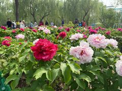 -太阳宫公园