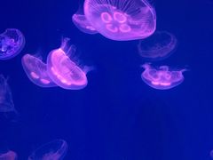 -芜湖新华联大白鲸海洋公园