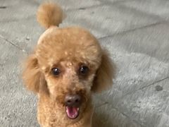 -宠福鑫康馨动物医院·骨科·眼科