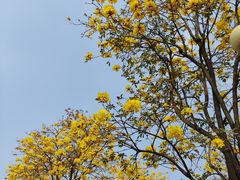 -洲头咀公园