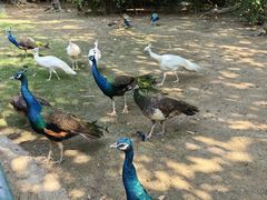 -广州长隆飞鸟乐园