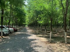 -呀路古热带植物园