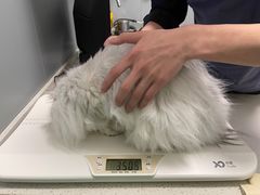 -伟伟宠物医院·瑞派猫友好医院·猫科(光谷店)