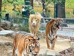 -北京野生动物园