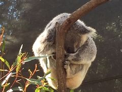 -可伦宾野生动物保护区