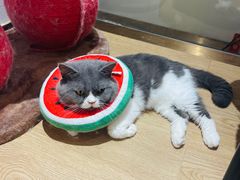 -1013 PET SHOP精品宠物商店(丁香店)