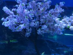 -海合安武汉极地海洋公园