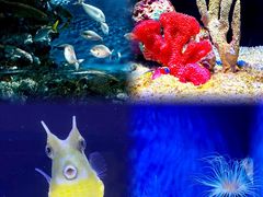-上海海洋水族馆
