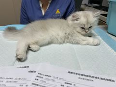 -半岛宠物医院24小时·内窥镜·牙科·碎石中心(府城大道店)