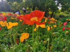 -上海共青森林公园