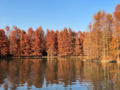 -上海海湾国家森林公园