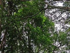 -海南热带野生动植物园