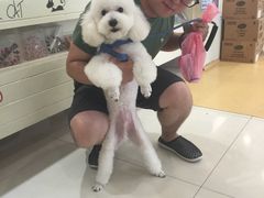 -神采飞扬宠物美容(香港路店)