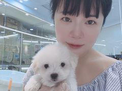 -momokira米努特·德文卷毛猫·棉花面纱犬