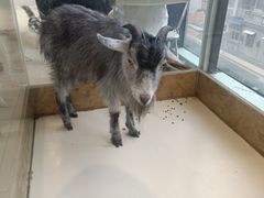 -怪兽屋·羊驼·猫咖·狗咖(俊华广场店)