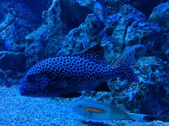 -成都浩海立方海洋公园