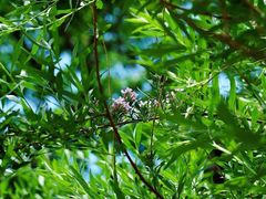 -国家植物园南园