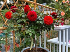 -人民公园(罗湖区)