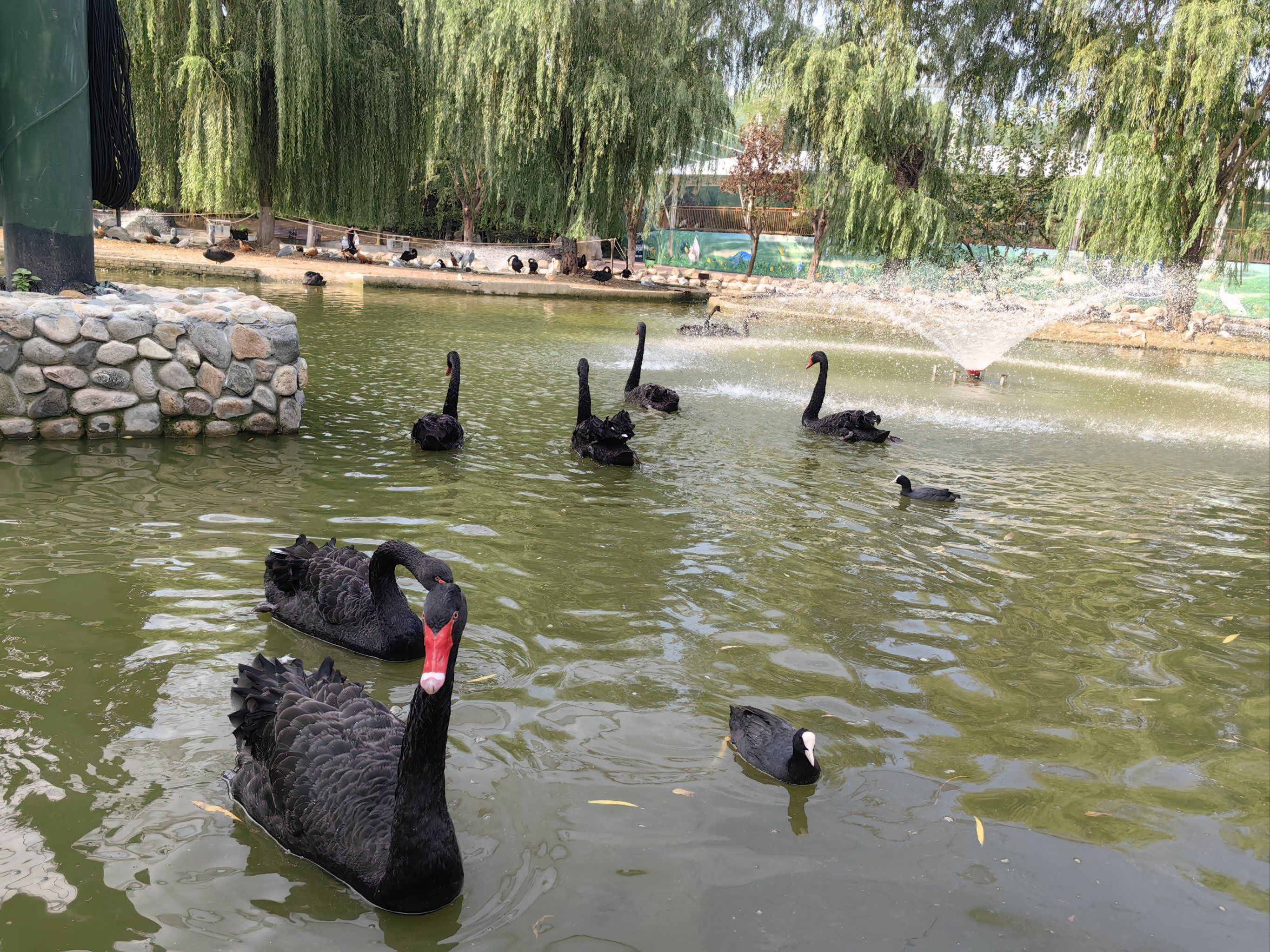 漯河神州鸟园,孩子门喜欢的乐园!