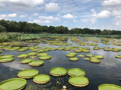 -荷塘月色湿地公园·向阳花洲