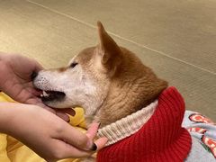 -逗柴咖啡屋·狗咖猫咖宠物桌游
