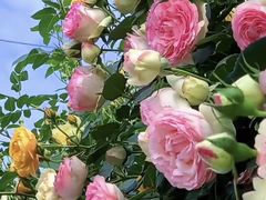 -亚龙湾国际玫瑰谷