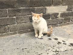 -西安大兴善寺