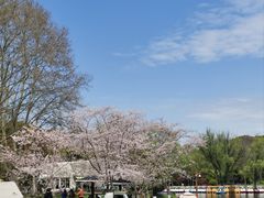 -上海共青森林公园