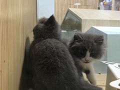 -屋虎猫馆(宝安大仟里店)