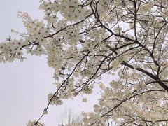 -上海滨江森林公园