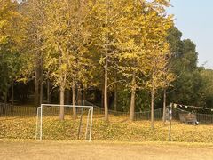 -上海共青森林公园