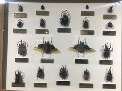 -上海昆虫博物馆