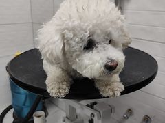-达爱动物医院·犬猫分区·CT·复杂眼科(远洋山水分院)