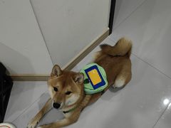 -宠颐生汉谟拉比宠物医院