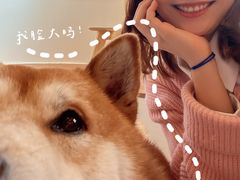 -喜柴咖啡·柴犬狗咖