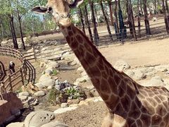 -大连森林动物园