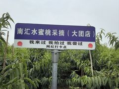 -南汇水蜜桃采摘(大团店)